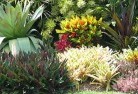 Pine Grove NSWplants-10.jpg; ?>