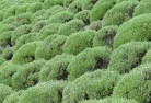 Pine Grove NSWplants-13.jpg; ?>
