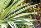 Pine Grove NSWplants-16.jpg; ?>
