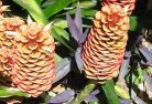 Pine Grove NSWplants-20.jpg; ?>