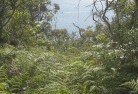 Pine Grove NSWplants-35.jpg; ?>