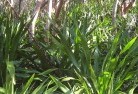 Pine Grove NSWplants-40.jpg; ?>