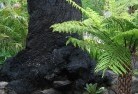Pine Grove NSWplants-41.jpg; ?>
