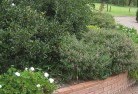Pine Grove NSWplants-46.jpg; ?>
