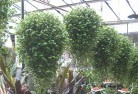 Pine Grove NSWplants-62.jpg; ?>