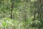 Pine Grove NSWplants-72.jpg; ?>